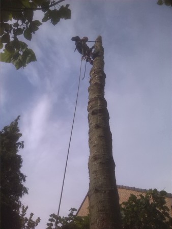 Boom omzagen in nabijheid van huizen